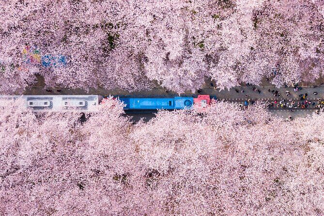 Jinhae's Cherry Blossoms Shuttle Bus depart from Seoul/Busan - Who Would Love This Tour?