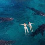 Joiners Whale Shark Watching Pescador Island Sardines and Turtle - Who Should Consider This Tour?