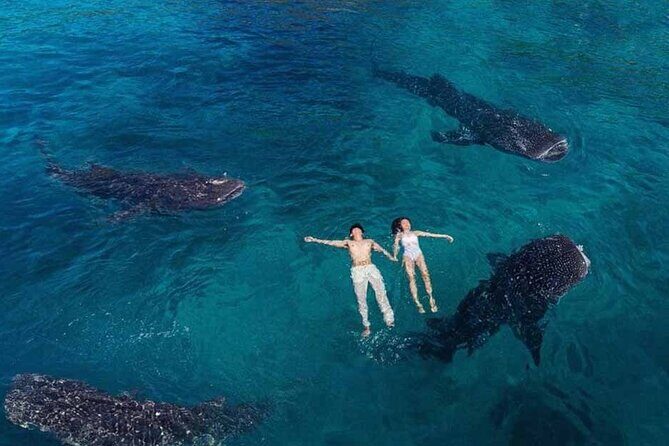 Joiners Whale Shark Watching Pescador Island Sardines and Turtle - Who Should Consider This Tour?