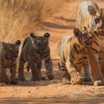Jungle Diaries Tadoba Wildlife Tour - Unpacking the Experience: A Detailed Look at the Itinerary
