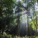 Jungle Odyssey: Unleash Your Adventure in Taman Negara! - Authenticity and Value