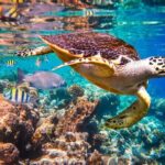 Kahung Beach ( Coral Island ) by Speedboat - What Makes This Tour Stand Out?