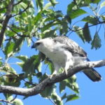 Kalapathar Sunrise, Birdwatching and Village Tour - Practical Tips for Participants