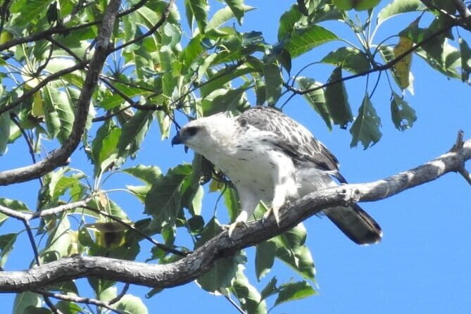 Kalapathar Sunrise, Birdwatching and Village Tour - Practical Tips for Participants