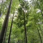 Kamakura: Hidden Gems and Sacred Sites Guided Tour - Practical Details and What to Expect