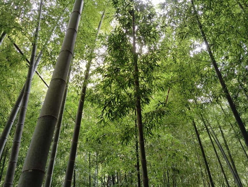 Kamakura: Hidden Gems and Sacred Sites Guided Tour - Practical Details and What to Expect
