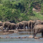 Kandy and Pinnawala: A Perfect 1-Day Tour Experience - Who Should Consider This Tour?