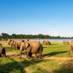 Kandy: Pidurangala Rock, Ritigala & Kaudulla Safari Tour - Practical Details and Tips