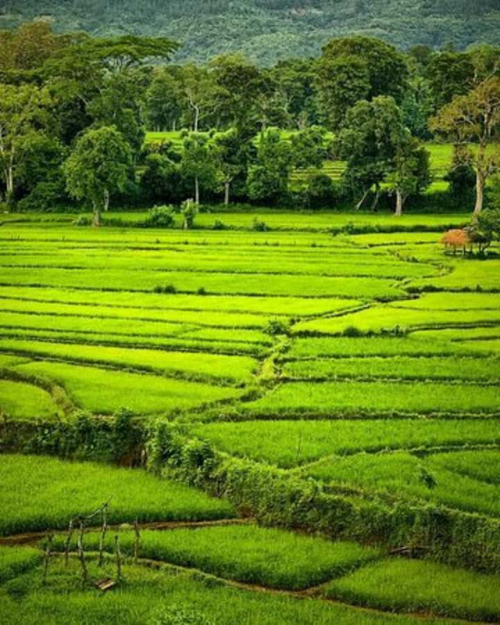 Kandy: Pinnawala, Ambuluwawa, and Village Tour - A Deep Dive Into the Tour Experience