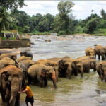 Kandy : Pinnawala Day Tour with Top Rated Local Guide - What It’s Like to Travel with Dinesh