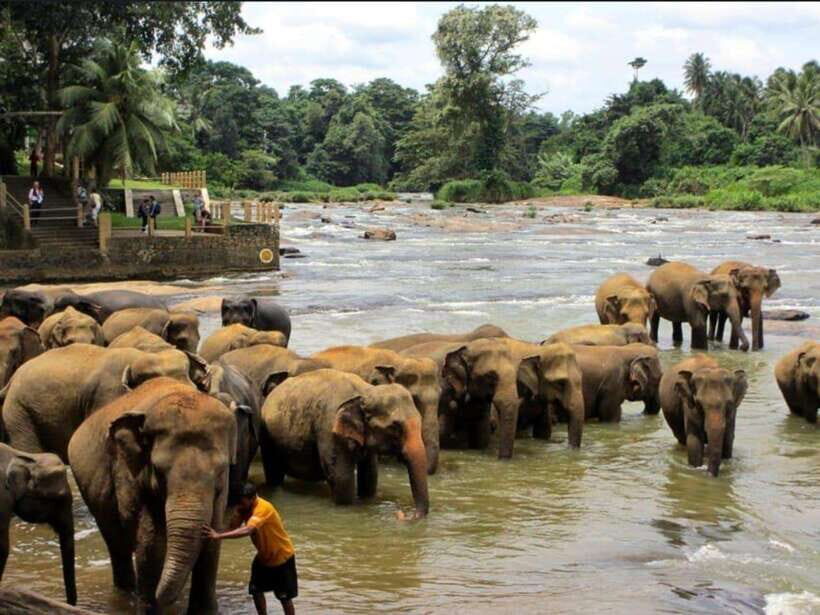Kandy : Pinnawala Day Tour with Top Rated Local Guide - What It’s Like to Travel with Dinesh