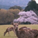 Kansai Day Trip Nara Deer, Torii Gates and Arashiyama - Transportation and Guide
