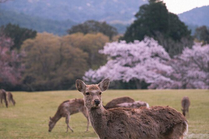 Kansai Day Trip Nara Deer, Torii Gates and Arashiyama - Transportation and Guide