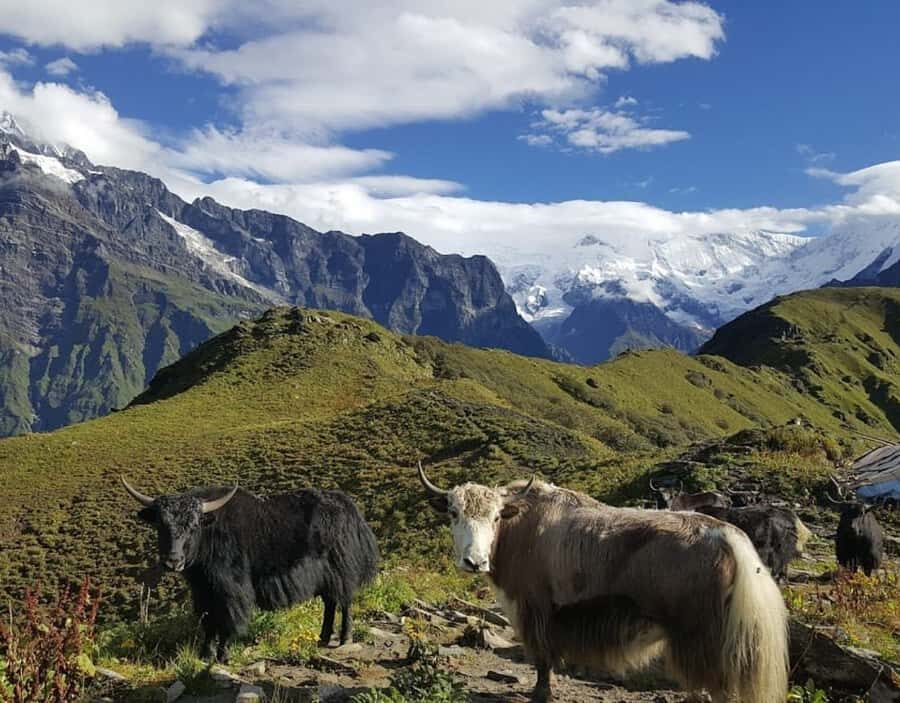 Kathmandu: 5-Day Mardi Himal Trek with Guide and Flights - Transport, Group Size, and Practical Tips