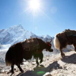 Kathmandu: 6 Days Langtang Valley Trek with Kyanjin Ri - What Makes This Trek Stand Out?