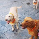 Kathmandu: Kukur Tihar Festival Tour with Local Family - What to Expect: A Day Filled with Heart and Culture