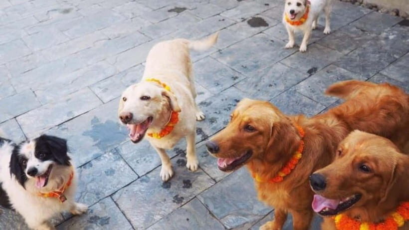 Kathmandu: Kukur Tihar Festival Tour with Local Family - What to Expect: A Day Filled with Heart and Culture