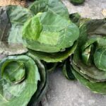 Kathmandu: Traditional Tapari Making Experience - The Hands-On Crafting Process