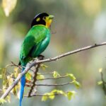 Kathmandu Valley: Bird Watching Tour with Guide - The Sum Up