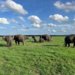 Kaudulla National Park Halfday Jeep Safari with Hotel Pickup - Detailed Breakdown of the Tour Itinerary