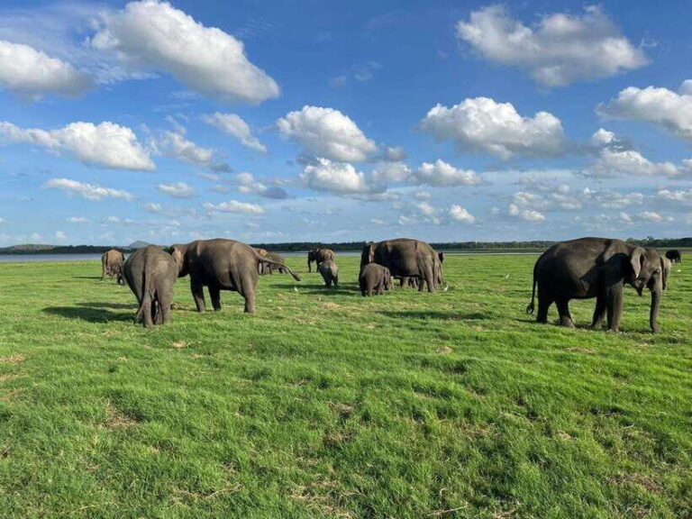 Kaudulla National Park Halfday Jeep Safari with Hotel Pickup - The Itinerary in Detail  