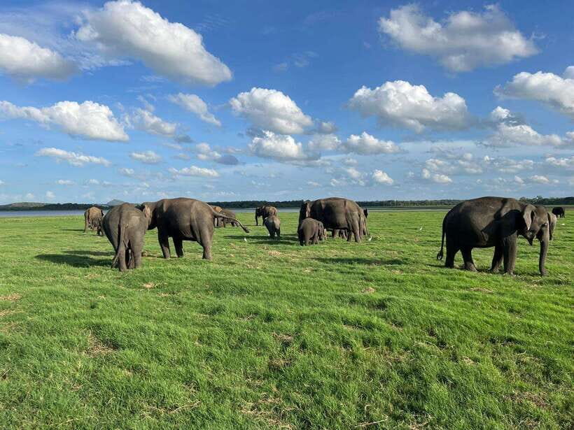 Kaudulla National Park Halfday Jeep Safari with Hotel Pickup - The Itinerary in Detail  