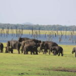Kaudulla National Park Jeep Safari - What’s Included & What You Should Budget For