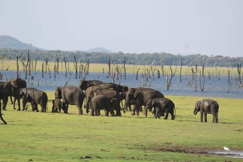 Kaudulla National Park Jeep Safari - What’s Included & What You Should Budget For