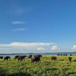 Kaudulla Safari Adventure - Full Breakdown of the Itinerary