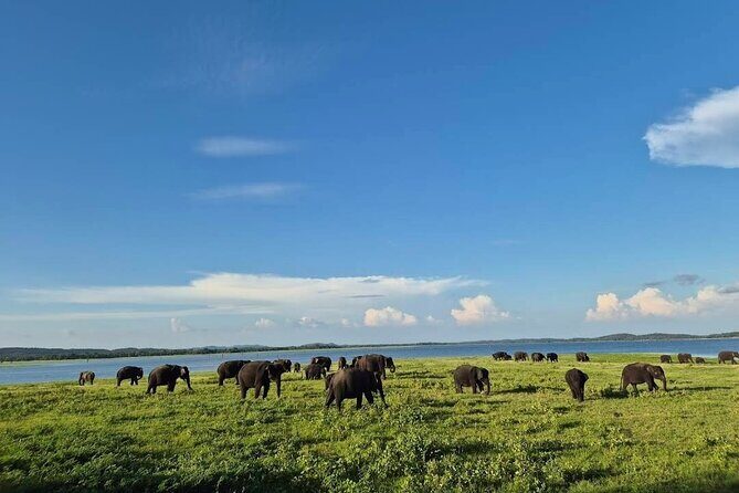 Kaudulla Safari Adventure - Full Breakdown of the Itinerary