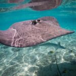 Keishi Tour Half Day Shared Excursion - Transportation, Group Size, and Timing