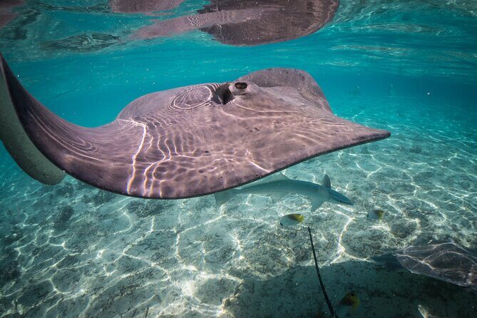 Keishi Tour Half Day Shared Excursion - Transportation, Group Size, and Timing