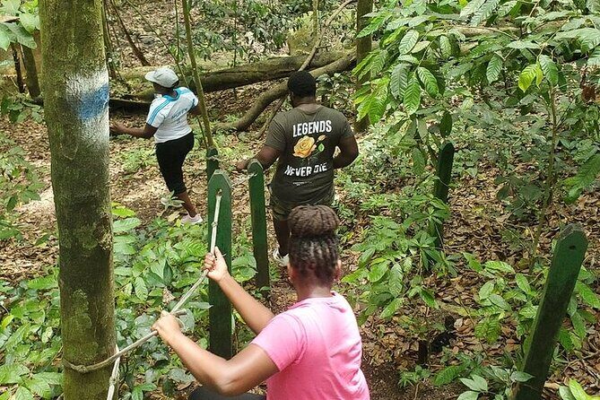 Ken's Panoramic Rainforest Tour - Final Thoughts: Is It Worth It?