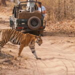 Khajuraho Day Tour: Jungle Safari at Panna National Park and Western and Eastern Temple - Practical Details and Logistics