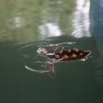 Khao Lak Eco Safari Exploring with Bamboo Rafting - Exploring Khao Lak’s Natural and Cultural Treasures