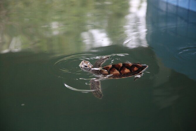 Khao Lak Eco Safari Exploring with Bamboo Rafting - Exploring Khao Lak’s Natural and Cultural Treasures