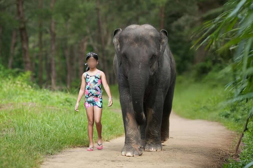 Khao Lak: Elephant Bathing and Turtle Center Visit - What Travelers Say