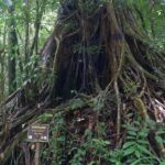 Khao Lak: Full-Day Khao Sok Jungle Walk and Canoeing Tour - The Detailed Breakdown of the Itinerary