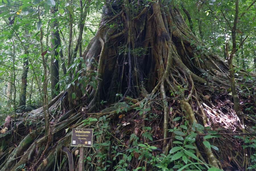 Khao Lak: Full-Day Khao Sok Jungle Walk and Canoeing Tour - The Detailed Breakdown of the Itinerary