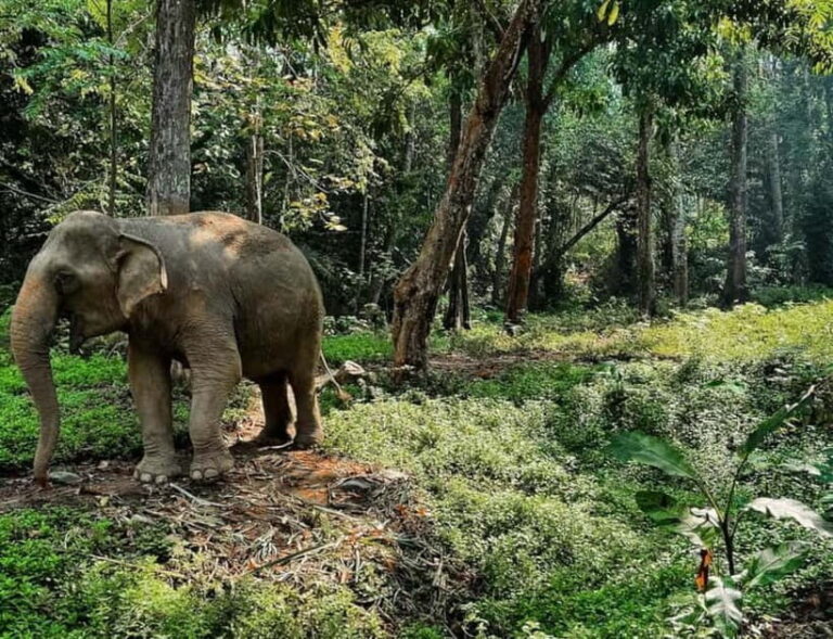 Khao Sok: Private Ethical Elephant Sanctuary Adventure - What to Expect – Practical Details