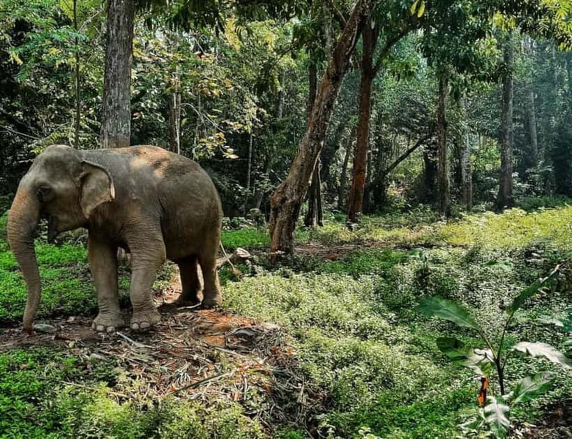 Khao Sok: Private Ethical Elephant Sanctuary Adventure - What to Expect – Practical Details