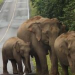 Khao Yai National Park: 2-Day Private Tour from Bangkok - A Detailed Look at the 2-Day Khao Yai National Park Tour
