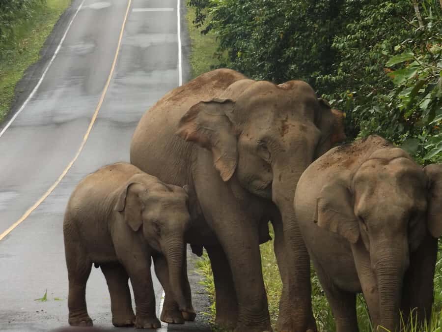 Khao Yai National Park: 2-Day Private Tour from Bangkok - A Detailed Look at the 2-Day Khao Yai National Park Tour