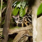 Khaosok: Bamboo Tube Cooking Day & Night Wildlife Experience - Who Should Consider This Tour?