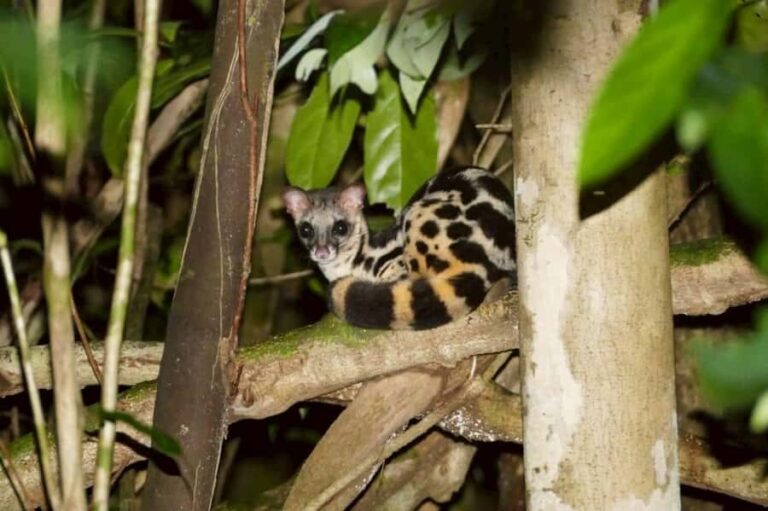 Khaosok: Bamboo Tube Cooking Day & Night Wildlife Experience - Who Should Consider This Tour?