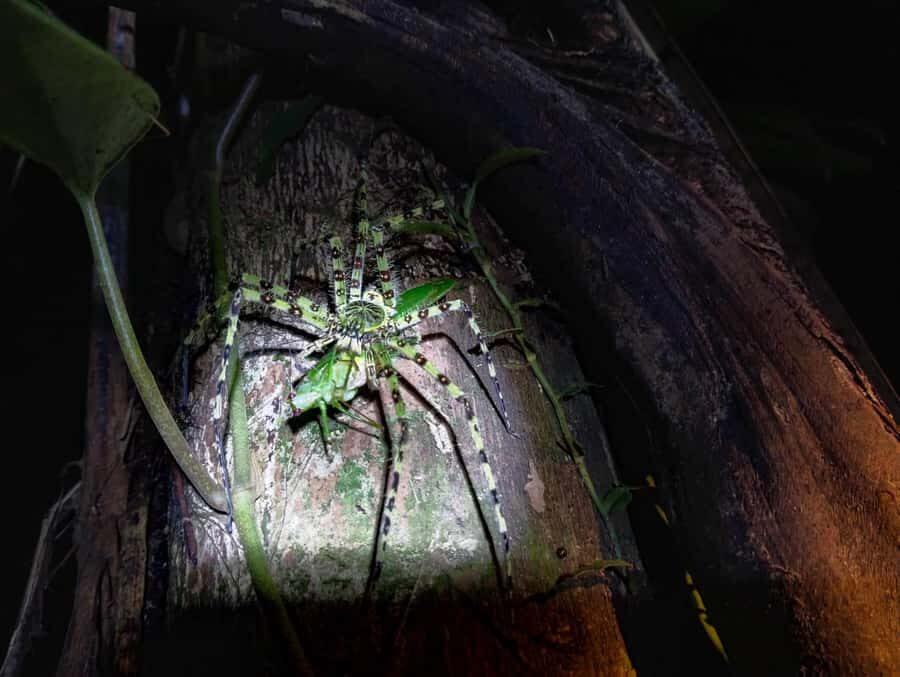 Khaosok Night Safari Experience (From Khaolak) - The Logistics: What You Need to Know