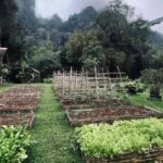 Khaosok:BambooCooking&GardenHarvest,Bamboo Rafting&Temple - Practical Details and What to Expect