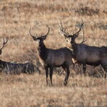 Khustai National park day tour-Wild horses - Practical Details and What to Expect