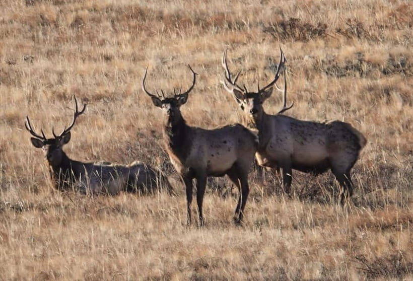 Khustai National park day tour-Wild horses - Practical Details and What to Expect