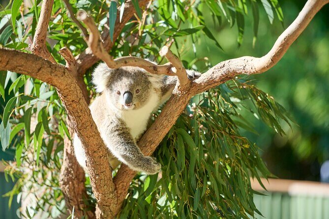 Kiama & Kangaroos - Sydney South Coast Escape - Authentic Experiences from the Reviews